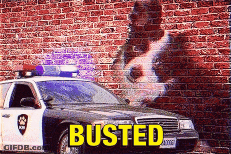 Dog Busted Caught In The Act GIF