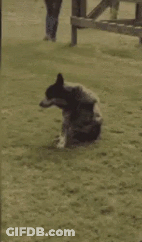 Dog Butt GIF