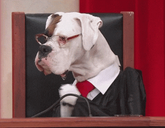 Dog Butter Judge GIF