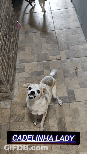 Dog Cadelinha Lady Sitting On Floor GIF