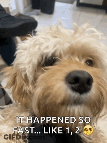 Dog Caption It Happened So Fast GIF