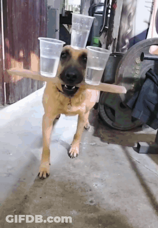 Dog Carrying Two Plastic Cups On A Stick GIF