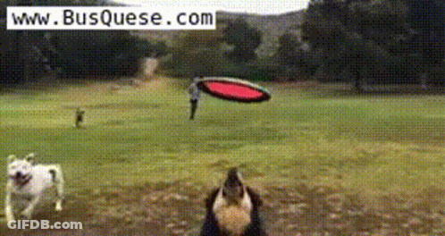 Dog Catches Frisbee In Field Www.busquese.com GIF