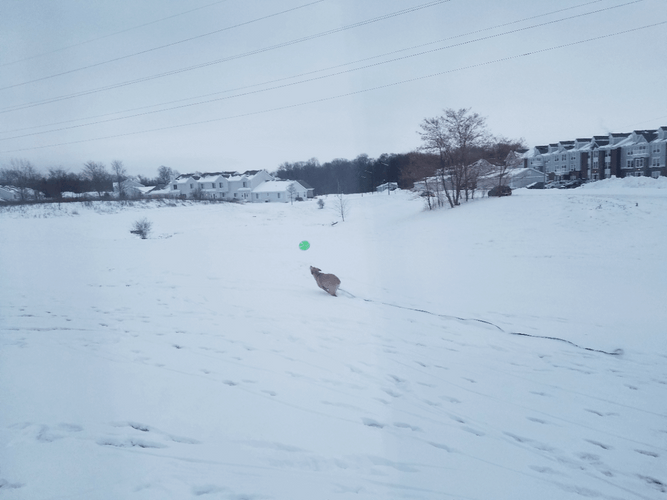 Dog Catching Frisbee In The Snow GIF