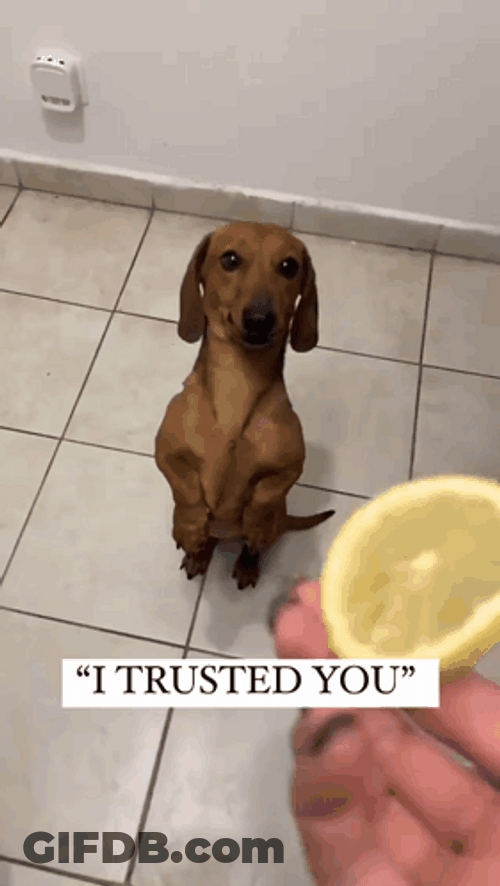 Dog Catching Lemon I Trusted You GIF