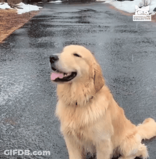 Dog Catching Snowflake GIF