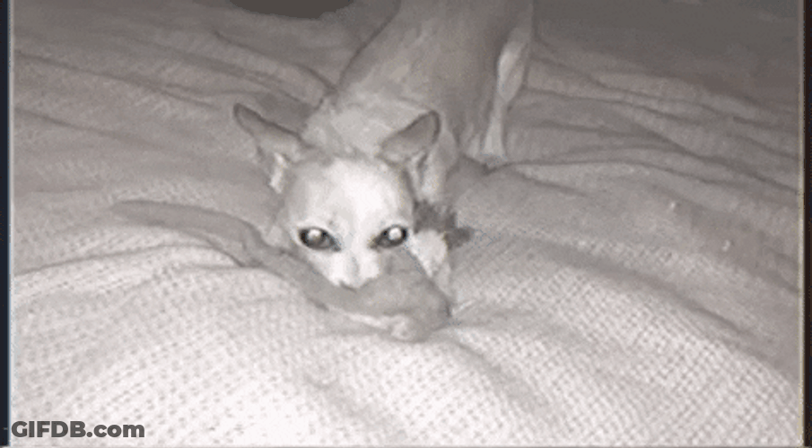 Dog Caught On Night Vision Biting Toy GIF