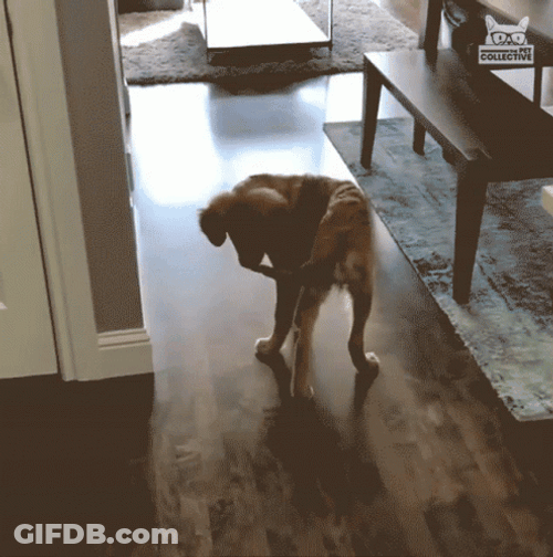 Dog Chasing Tail GIF