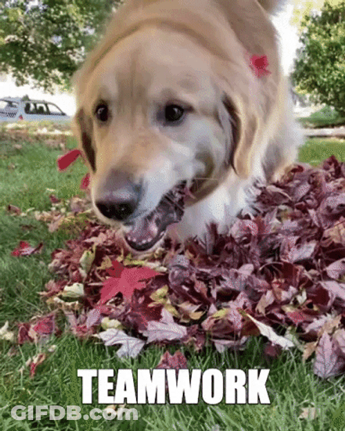 Dog Chewing Fall Leaf Team Work GIF