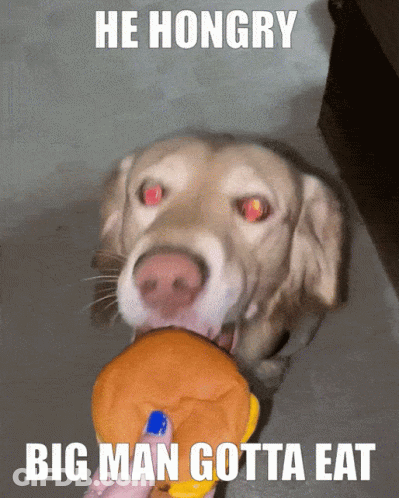 Dog Chewing Stuffed Animal He Hungry Big Man Gotta Eat GIF