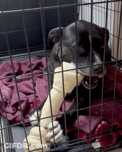 Dog Chews On Bone In Cage GIF
