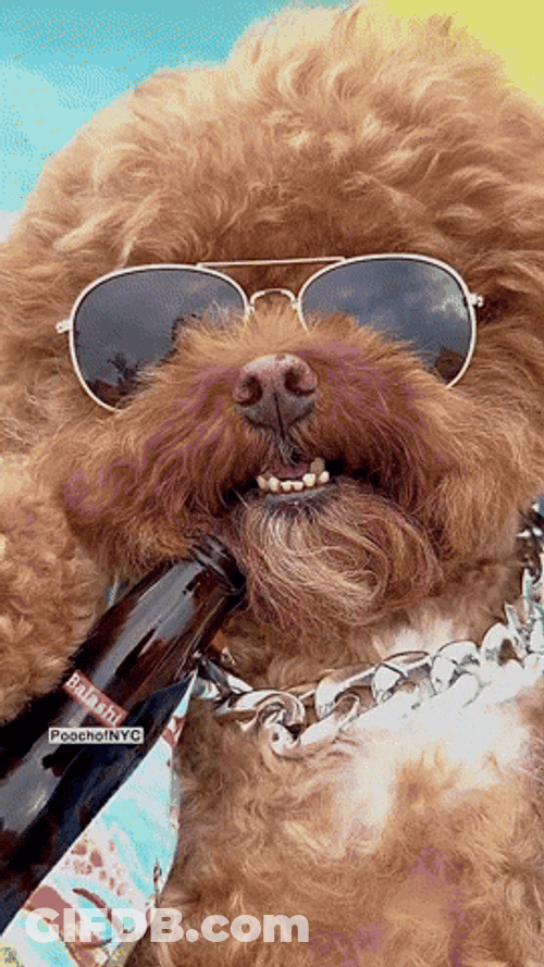 Dog Chilling Under The Sun GIF