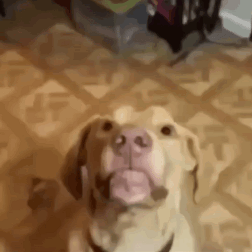 Dog Chomp Eating Aggressively GIF