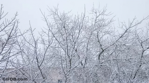 Dog Cleaning Car Windshield From Snow GIF