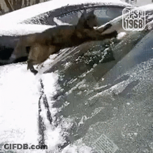 Dog Cleaning Snow Off Car Windshield GIF