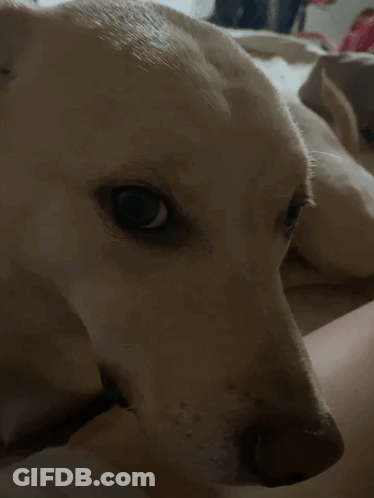 Dog Close Up Face With Person In Background GIF