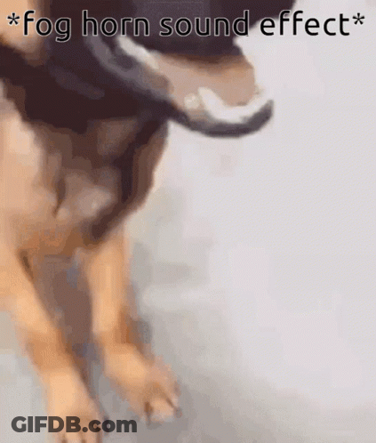 Dog Close Up Fog Horn Sound Effect GIF