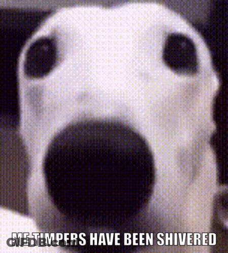 Dog Close Up Me Timbers Have Been Shivered GIF