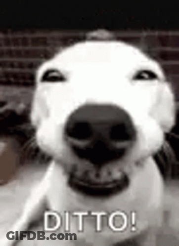 Dog Close Up Saying Ditto GIF