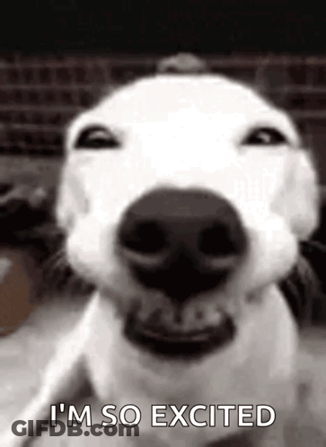 Dog Close Up Saying I'm So Excited GIF