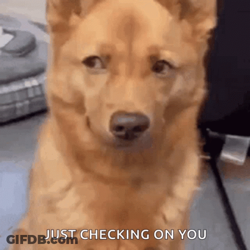 Dog Close Up Saying Just Checking On You GIF