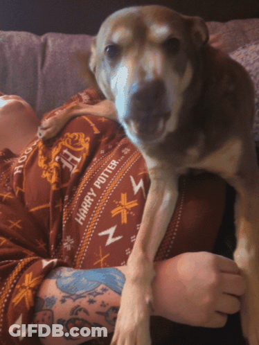 Dog Close Up Saying Let The Big Dogs Bark GIF