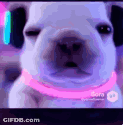 Dog Close Up Screen Saying Bora GIF