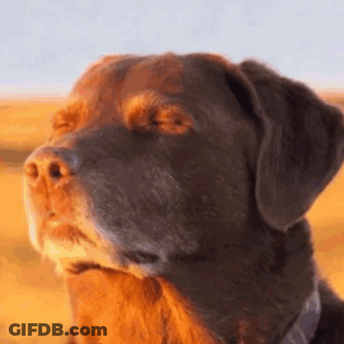 Dog Close Up With Eyes Closed GIF