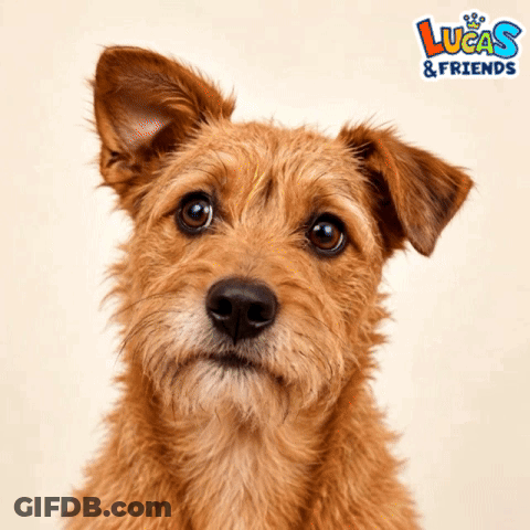 Dog Close Up With Lucas And Friends GIF