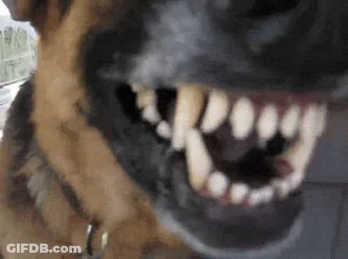 Dog Close Up With Mouth Open GIF