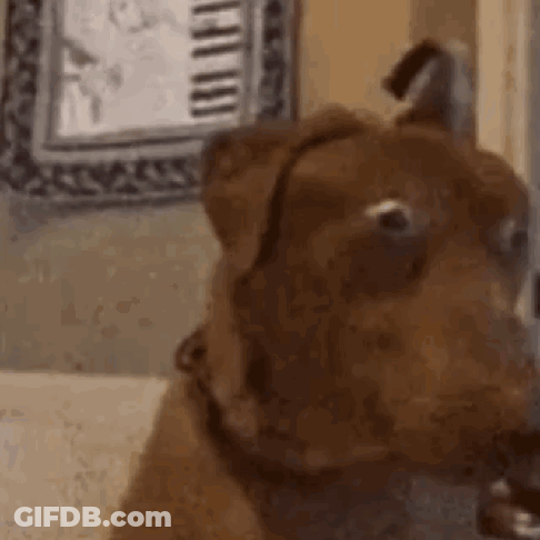 Dog Close Up With Piano In Background GIF