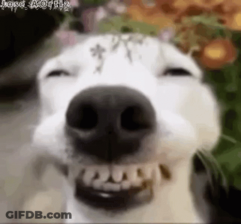 Dog Close Up With Teeth Showing GIF