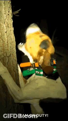 Dog Collar Saying I Am On Duty GIF