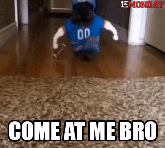 Dog Come At Me Bro GIF