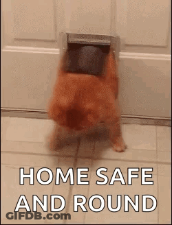 Dog Coming Out Of Dog Door Home Safe GIF