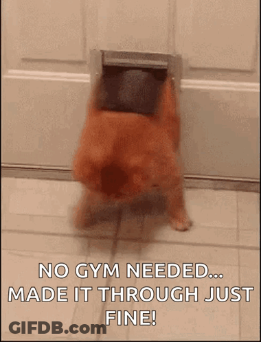 Dog Coming Out Of Door Saying No Gym Needed GIF