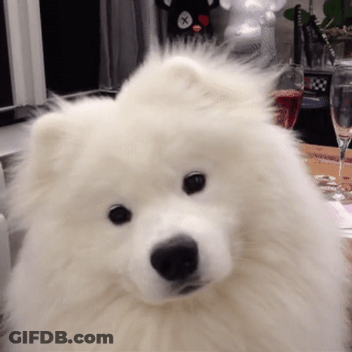 Dog Confused Face GIF