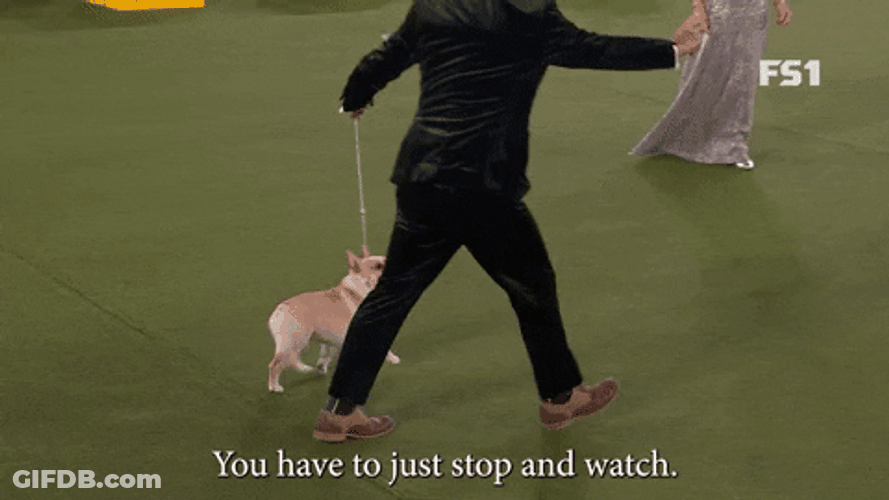 Dog Contest Walking GIF