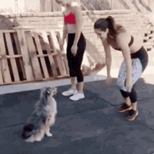 Dog Copying Owner Burpee Workout Exercise GIF