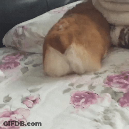 Dog Corgi Fluffy Butt Poke GIF