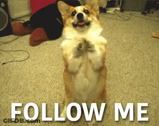 Dog Corgi Follow Him GIF