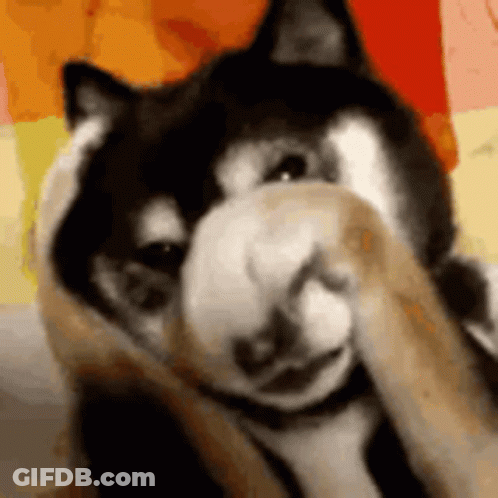 Dog Covering Face With Paw GIF