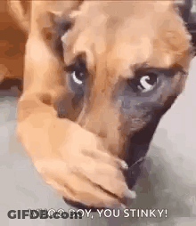 Dog Covering Mouth Saying Whoo Boy Stinky GIF