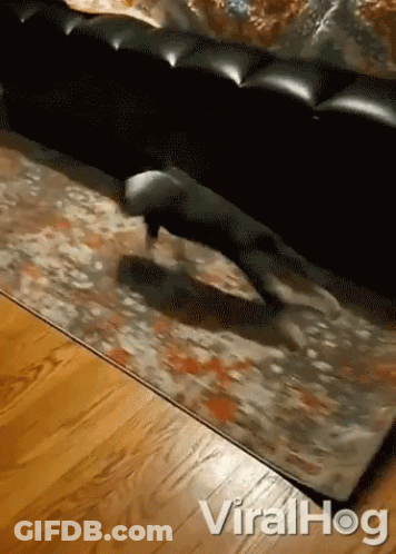 Dog Crawling On Rug GIF