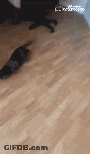 Dog Crawling On Wooden Floor With PetCollective GIF