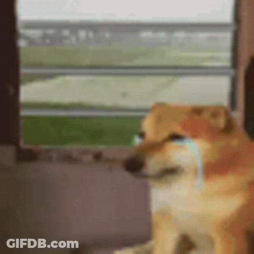 Dog Crying Looking Out Window GIF