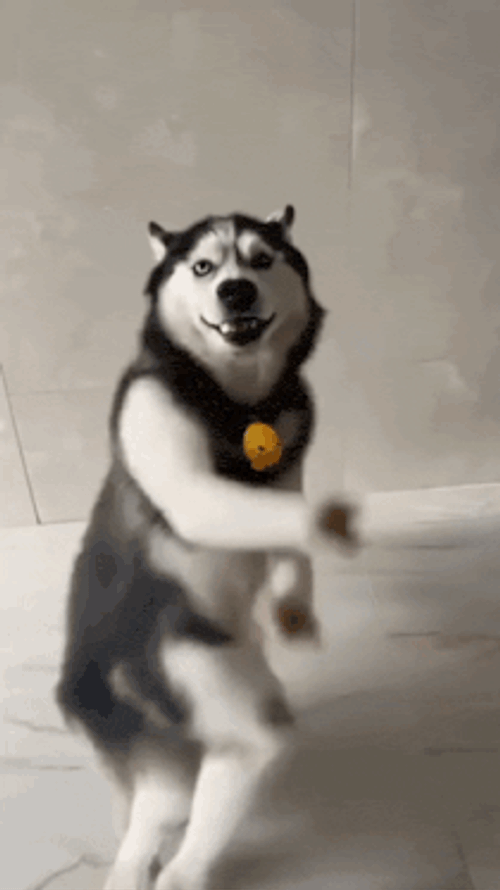 Dog Dance Husky Dance GIF