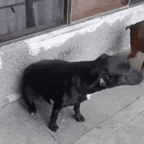 Dog Dancing Dog Dance GIF