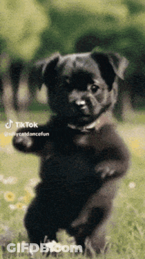 Dog Dancing Ego Dog Dance GIF
