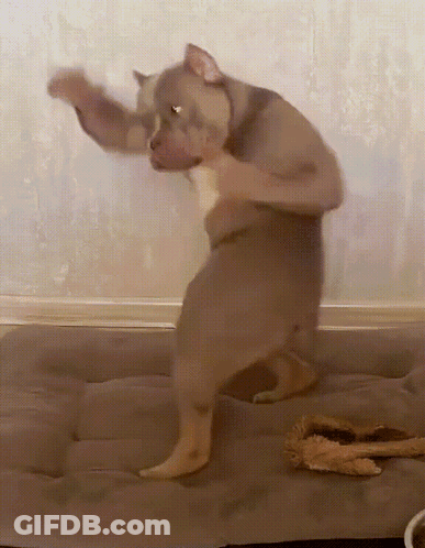 Dog Dancing On Couch With Stuffed Animal GIF